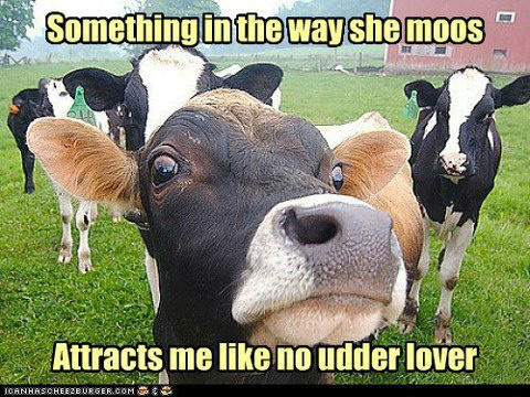 cowjoke4